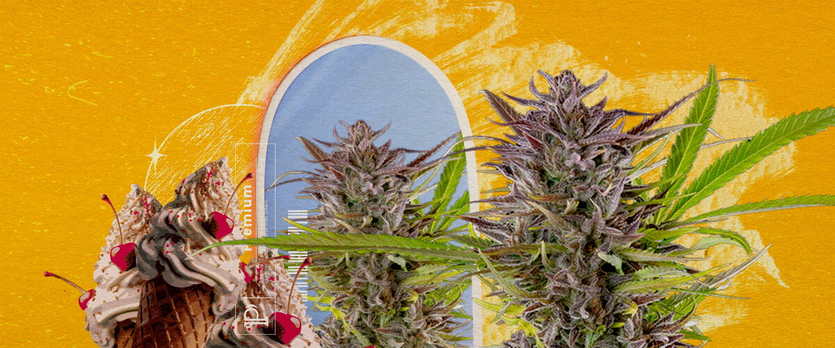 Aspetto esteriore e caratteristiche di crescita della Gelato Un'illustrazione di boccioli di cannabis con un cono gelato e un arco blu, su uno sfondo giallo, esplorando l'aspetto e le informazioni di coltivazione della varietà Gelato.