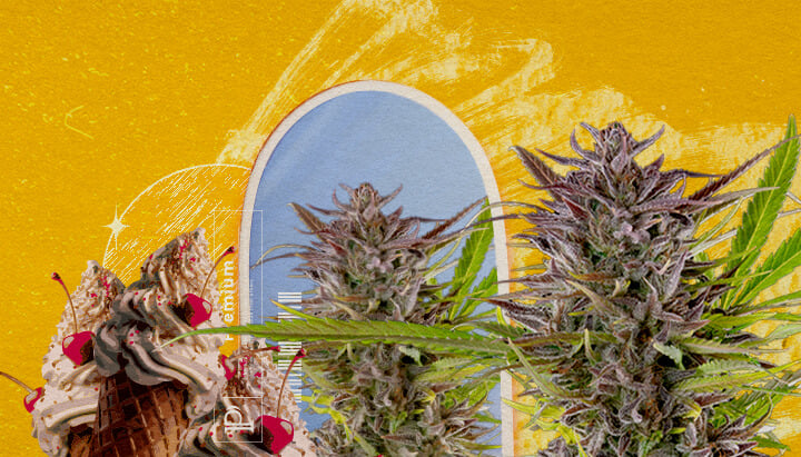 Aspetto esteriore e caratteristiche di crescita della Gelato Un'illustrazione di boccioli di cannabis con un cono gelato e un arco blu, su uno sfondo giallo, esplorando l'aspetto e le informazioni di coltivazione della varietà Gelato.