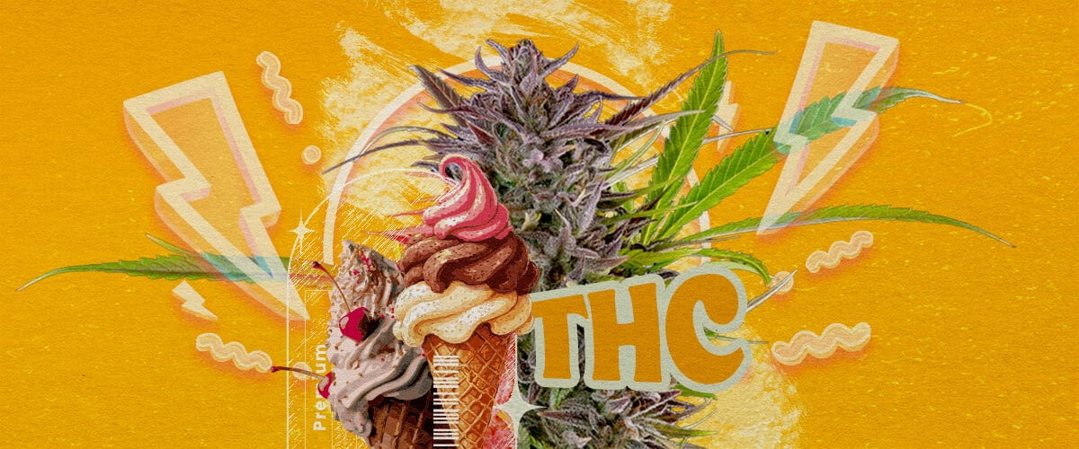 Gelato Strain THC Level and Potency An illustration of a cannabis bud with