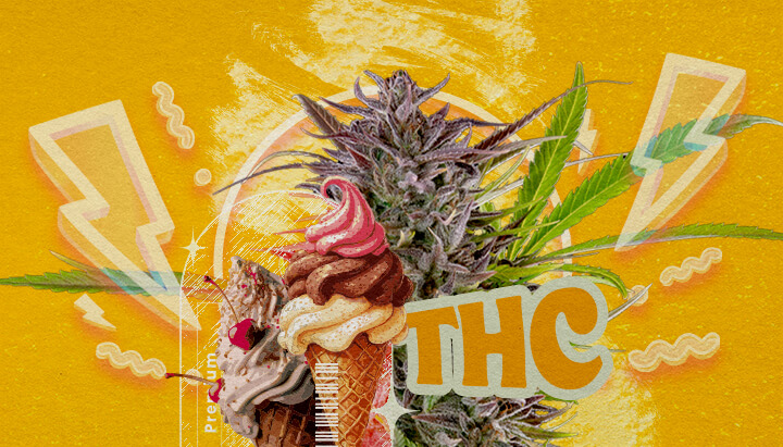 Gelato Strain THC Level and Potency An illustration of a cannabis bud with