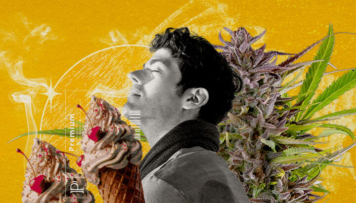 Aromi Un'illustrazione di un uomo con gli occhi chiusi che inalando fumo, circondato da un bocciolo di cannabis e due coni gelato con ciliegie, su uno sfondo giallo vibrante con effetti di fumo astratti, esplorando visivamente il profilo di sapore e aroma della varietà Gelato cannabis.