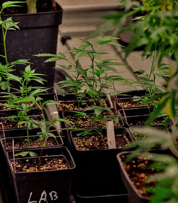 Cloni cannabis conservazione genetica eccezionale pianta madre Giovani cloni di cannabis in vasi conservazione genetica élite identici alla pianta madre per aroma cannabinoidi e resa costante