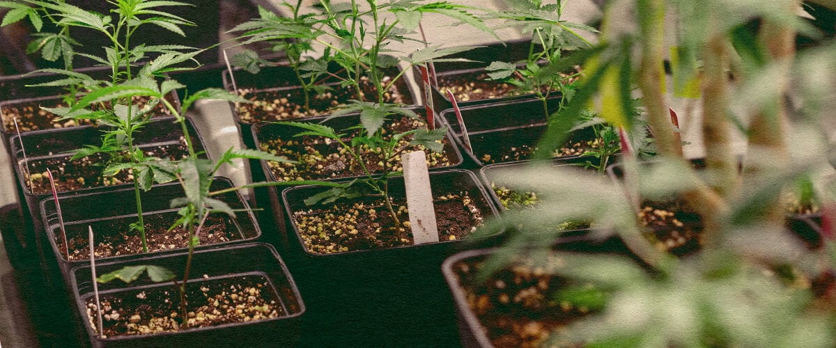 Genotipo vs Fenotipo: Piante di Cannabis in Vasi Piante di cannabis in vasi neri con terra, che mostrano tratti genetici per confrontare genotipo vs fenotipo, ideale per l'educazione alla coltivazione della cannabis.
