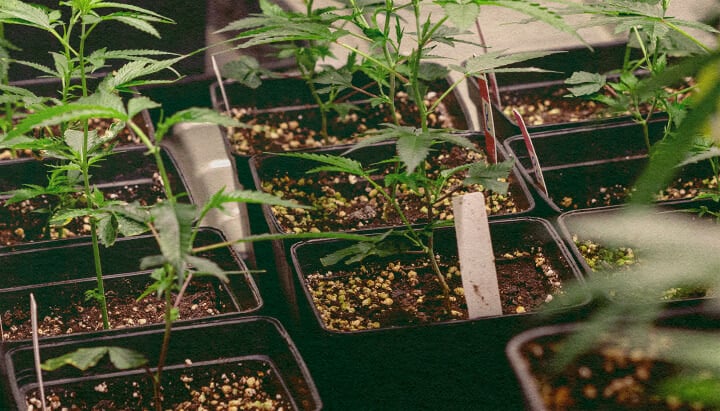 Genotipo vs Fenotipo: Piante di Cannabis in Vasi Piante di cannabis in vasi neri con terra, che mostrano tratti genetici per confrontare genotipo vs fenotipo, ideale per l'educazione alla coltivazione della cannabis.