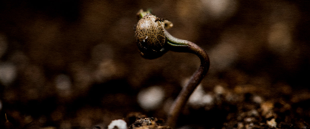 Germinazione semi Wedding Cake Seme di cannabis Wedding Cake che germina nel terreno caldo e umido a circa 22–25 °C.