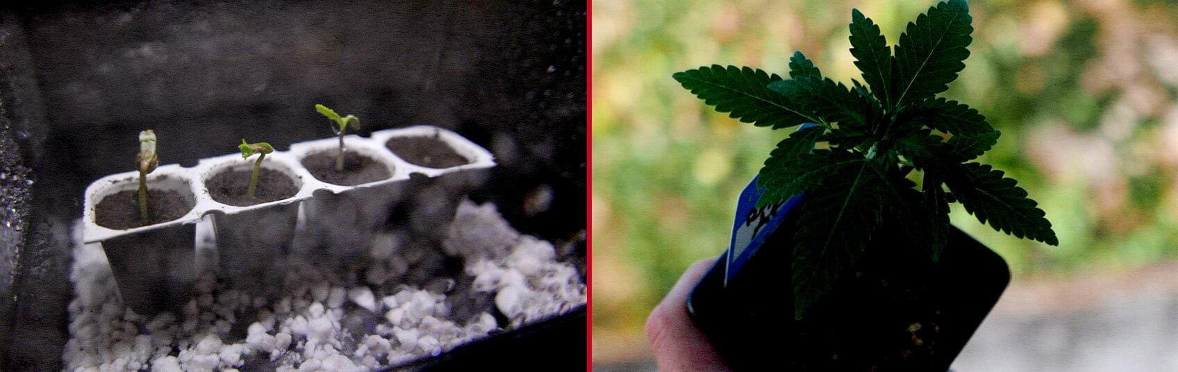 Germinazione dei Semi Royal AK Guida alla Coltivazione di Cannabis Un'illustrazione di semi Royal AK in ammollo nell'acqua con una piantina in germinazione, su uno sfondo verde, che mostra il processo di germinazione della varietà di cannabis Royal AK.
