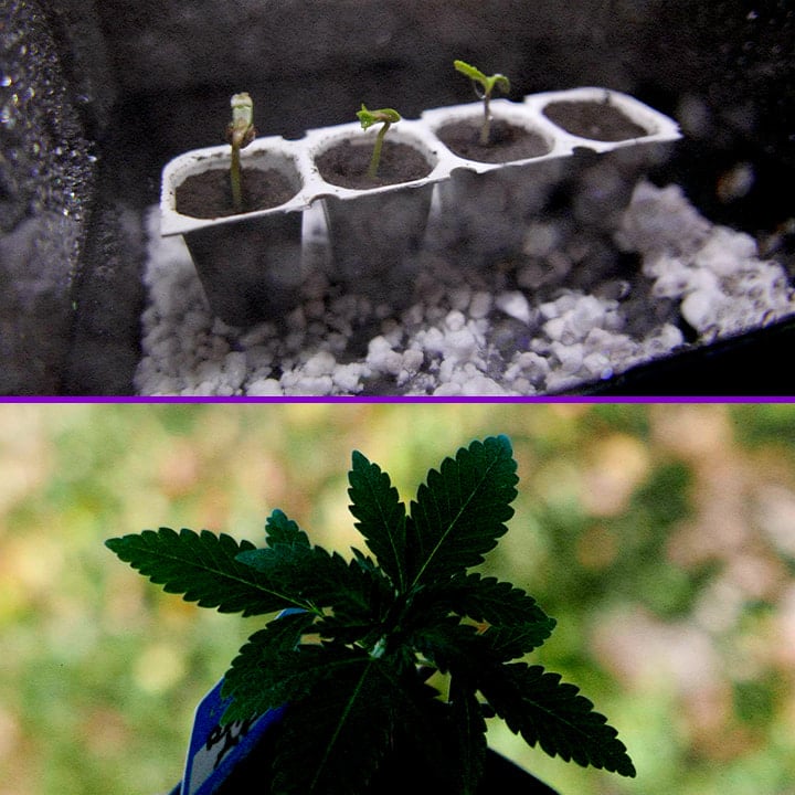 Germinazione dei Semi Royal AK Guida alla Coltivazione di Cannabis Un'illustrazione di semi Royal AK in ammollo nell'acqua con una piantina in germinazione, su uno sfondo verde, che mostra il processo di germinazione della varietà di cannabis Royal AK.