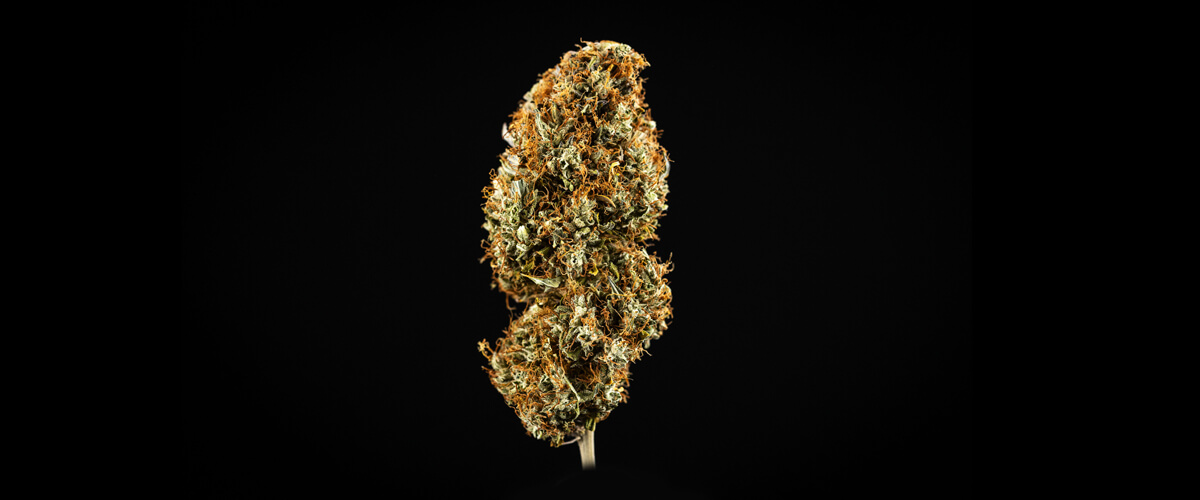 Cosa si intende per cannabis di alto livello? Cosa si intende per cannabis di alto livello?