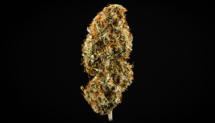 Cosa si intende per cannabis di alto livello? Cosa si intende per cannabis di alto livello?