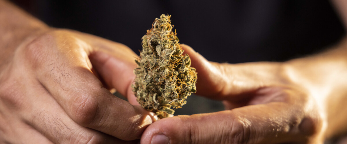 In cosa consistono i sistemi di valutazione della cannabis e perché sono importanti? In cosa consistono i sistemi di valutazione della cannabis e perché sono importanti?