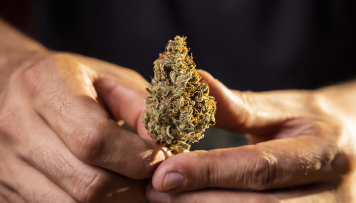 In cosa consistono i sistemi di valutazione della cannabis e perché sono importanti? In cosa consistono i sistemi di valutazione della cannabis e perché sono importanti?