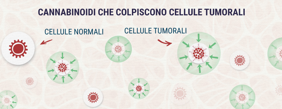 Cannabinoids-Targeting-Tumor-Cells