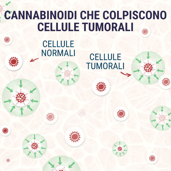 Cannabinoids-Targeting-Tumor-Cells