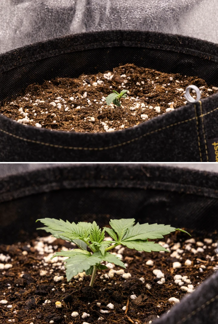 Granddaddy Purple Auto settimana 1: fase di plantula Piantina di cannabis Granddaddy Purple Auto durante la settimana 1, con crescita iniziale in un vaso in tessuto da 11 L dopo la semina diretta, cotiledoni aperti e prime foglie vere in sviluppo.