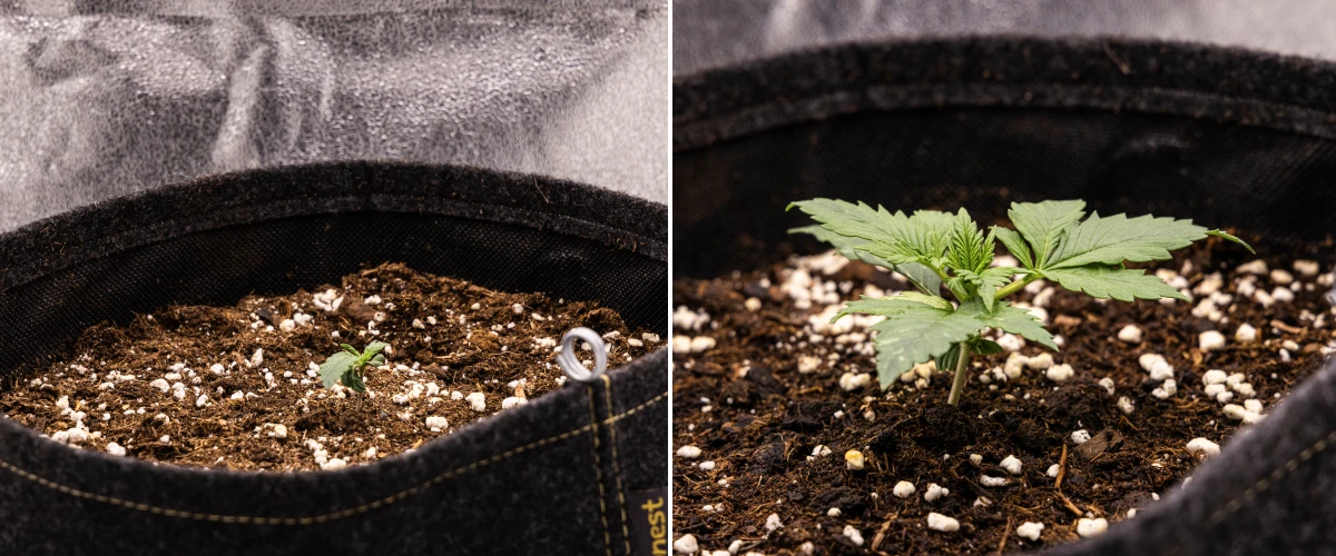 Granddaddy Purple Auto settimana 1: fase di plantula Piantina di cannabis Granddaddy Purple Auto durante la settimana 1, con crescita iniziale in un vaso in tessuto da 11 L dopo la semina diretta, cotiledoni aperti e prime foglie vere in sviluppo.