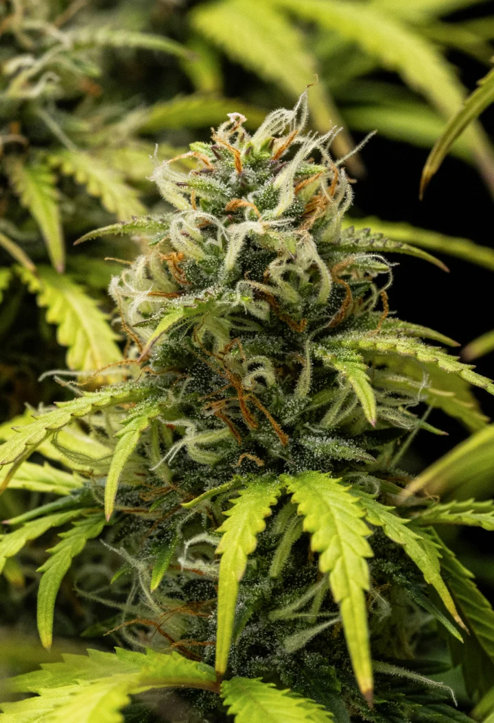 Granddaddy Purple Auto settimana 10: cime fruttate vicine al raccolto Pianta di cannabis Granddaddy Purple Auto durante la settimana 10, con cime mature ricoperte di tricomi, cole fiorite dal profumo fruttato, pistilli arancioni e foglie ingiallite dai toni autunnali mentre si avvicina il raccolto.