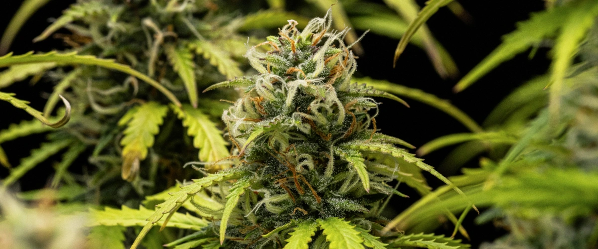 Granddaddy Purple Auto settimana 10: cime fruttate vicine al raccolto Pianta di cannabis Granddaddy Purple Auto durante la settimana 10, con cime mature ricoperte di tricomi, cole fiorite dal profumo fruttato, pistilli arancioni e foglie ingiallite dai toni autunnali mentre si avvicina il raccolto.
