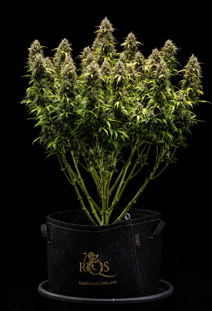Granddaddy Purple Auto settimana 11: pronta per il raccolto Pianta di cannabis Granddaddy Purple Auto durante la settimana 11, con cime dure come rocce ricoperte di tricomi, cole mature fruttate, foglie giallo autunno intenso e fiori pronti per il raccolto.