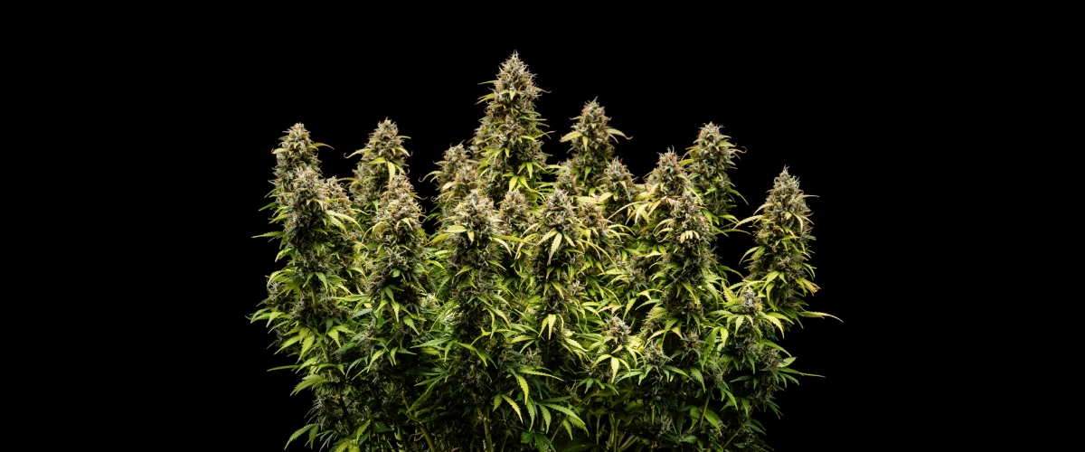 Granddaddy Purple Auto settimana 11: pronta per il raccolto Pianta di cannabis Granddaddy Purple Auto durante la settimana 11, con cime dure come rocce ricoperte di tricomi, cole mature fruttate, foglie giallo autunno intenso e fiori pronti per il raccolto.