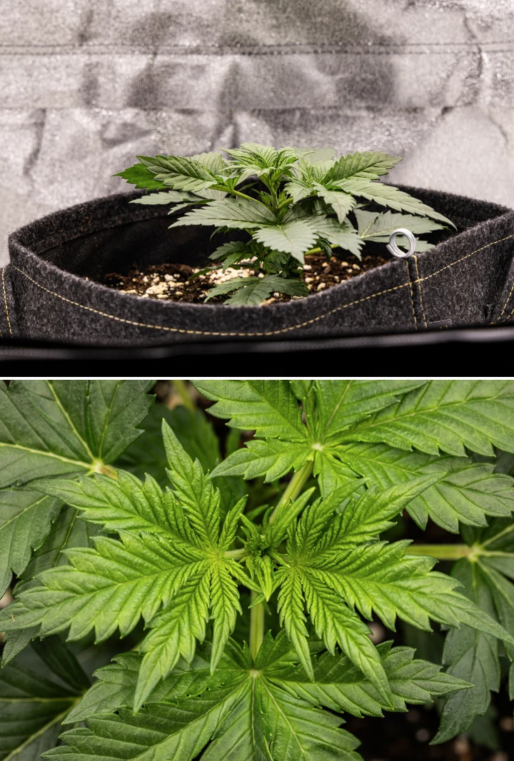 Pianta di cannabis Granddaddy Purple Auto durante la settimana 2, con crescita vegetativa iniziale più vigorosa, nuova ramificazione, foglie verdi sane e recupero dopo un avvio irregolare da plantula.