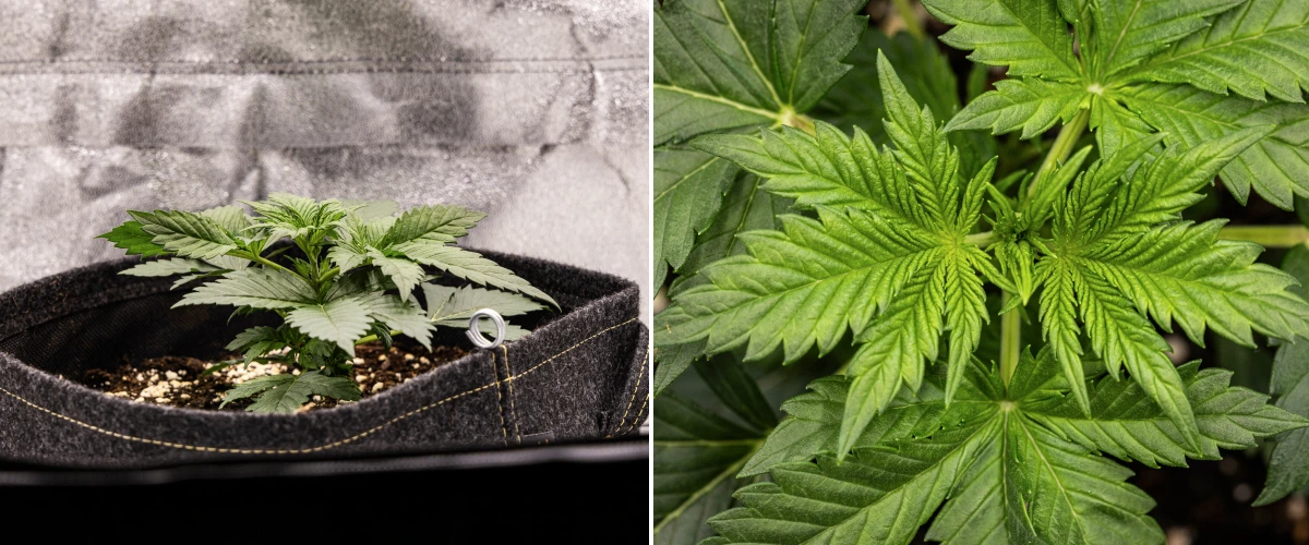 Granddaddy Purple Auto settimana 2: crescita vegetativa iniziale Pianta di cannabis Granddaddy Purple Auto durante la settimana 2, con crescita vegetativa iniziale più vigorosa, nuova ramificazione, foglie verdi sane e recupero dopo un avvio irregolare da plantula.