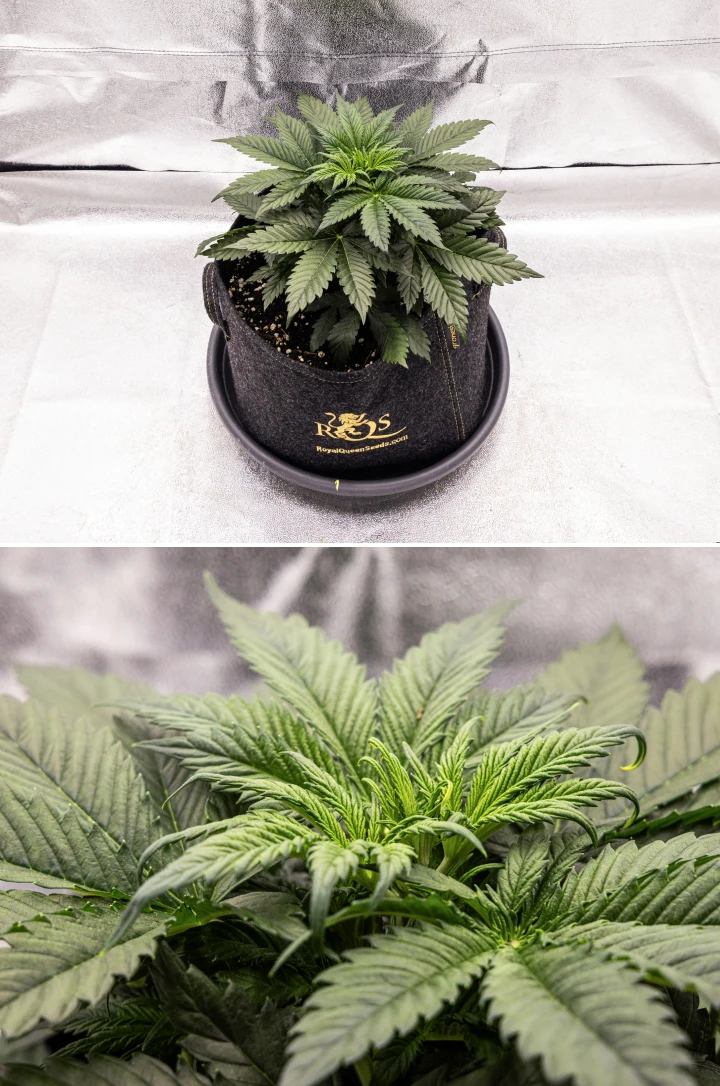 Pianta di cannabis Granddaddy Purple Auto durante la settimana 3, con crescita vegetativa costante, una chioma piena di foglie a ventaglio sane e una struttura compatta e uniforme prima dell’inizio della fioritura.