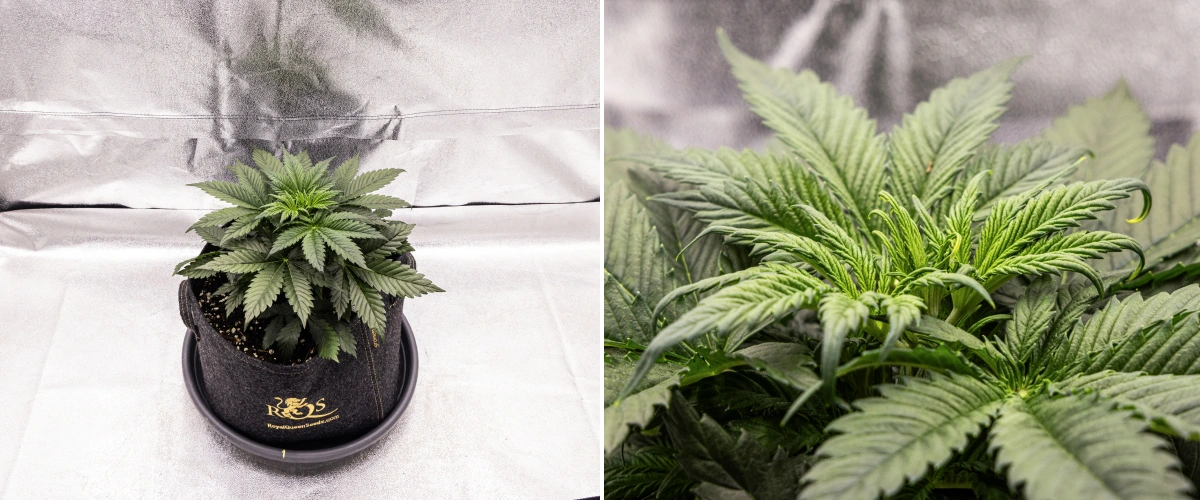 Granddaddy Purple Auto settimana 3: crescita vegetativa Pianta di cannabis Granddaddy Purple Auto durante la settimana 3, con crescita vegetativa costante, una chioma piena di foglie a ventaglio sane e una struttura compatta e uniforme prima dell’inizio della fioritura.