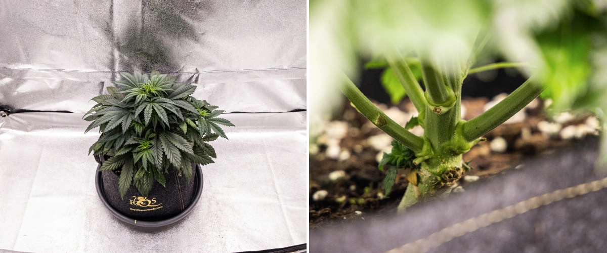 Pianta di cannabis Granddaddy Purple Auto durante la settimana 4, con chioma compatta verde scuro, forte sviluppo dello stelo e i primi pistilli bianchi mentre inizia la fioritura.
