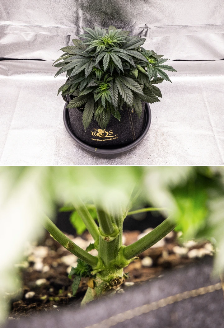 Pianta di cannabis Granddaddy Purple Auto durante la settimana 4, con chioma compatta verde scuro, forte sviluppo dello stelo e i primi pistilli bianchi mentre inizia la fioritura.