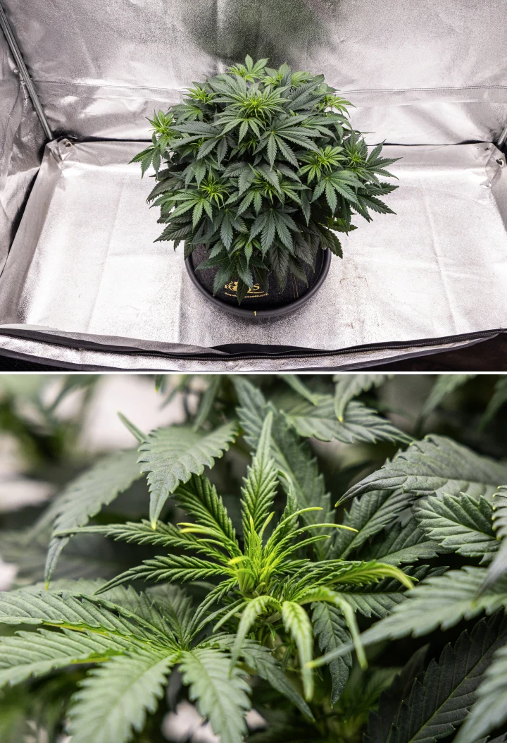 Granddaddy Purple Auto settimana 5: inizio della fioritura Pianta di cannabis Granddaddy Purple Auto durante la settimana 5, con l’inizio della fioritura, fitto fogliame verde scuro, siti delle cime in sviluppo e nuova crescita floreale lungo i rami.