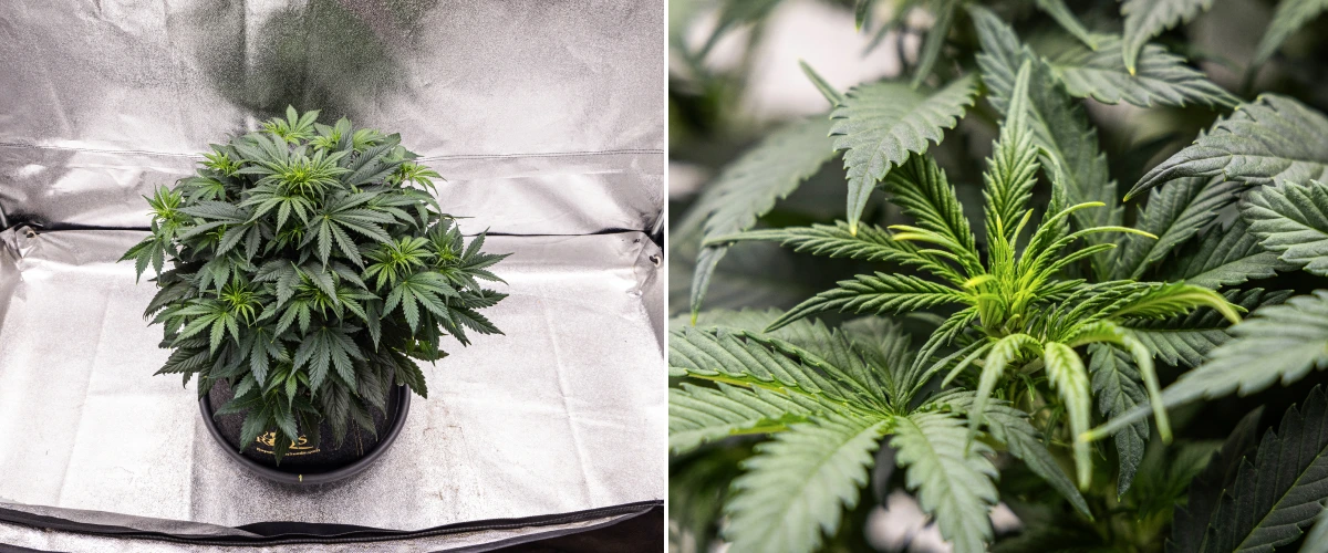 Granddaddy Purple Auto settimana 5: inizio della fioritura Pianta di cannabis Granddaddy Purple Auto durante la settimana 5, con l’inizio della fioritura, fitto fogliame verde scuro, siti delle cime in sviluppo e nuova crescita floreale lungo i rami.