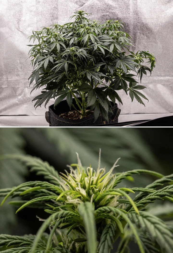 Granddaddy Purple Auto settimana 6: cespuglio in fioritura Pianta di cannabis Granddaddy Purple Auto durante la settimana 6, con una chioma in fioritura densa verde scuro, struttura cespugliosa dei rami, primi pistilli bianchi e sviluppo sano delle cime.
