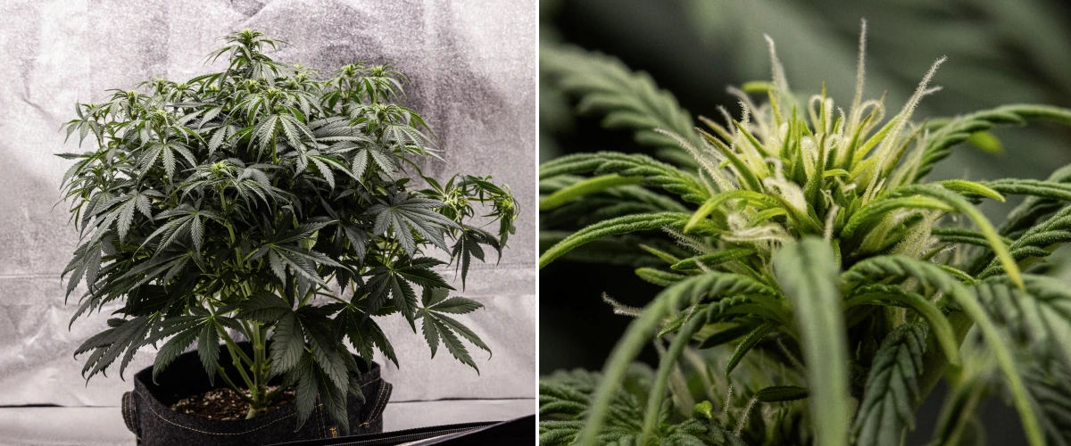 Granddaddy Purple Auto settimana 6: cespuglio in fioritura Pianta di cannabis Granddaddy Purple Auto durante la settimana 6, con una chioma in fioritura densa verde scuro, struttura cespugliosa dei rami, primi pistilli bianchi e sviluppo sano delle cime.
