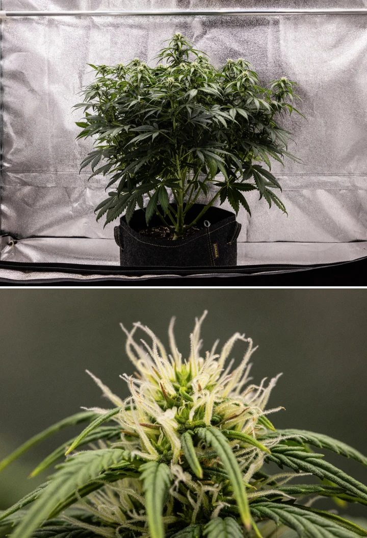 Granddaddy Purple Auto settimana 7: le cime si riempiono Pianta di cannabis Granddaddy Purple Auto durante la settimana 7, con struttura compatta e cespugliosa, crescita sana in fioritura, cime che si riempiono e un leggero ingiallimento delle foglie inferiori mentre la fioritura continua.