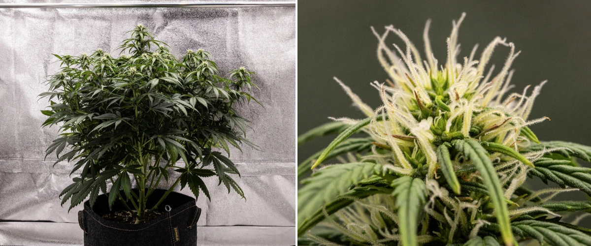 Granddaddy Purple Auto settimana 7: le cime si riempiono Pianta di cannabis Granddaddy Purple Auto durante la settimana 7, con struttura compatta e cespugliosa, crescita sana in fioritura, cime che si riempiono e un leggero ingiallimento delle foglie inferiori mentre la fioritura continua.