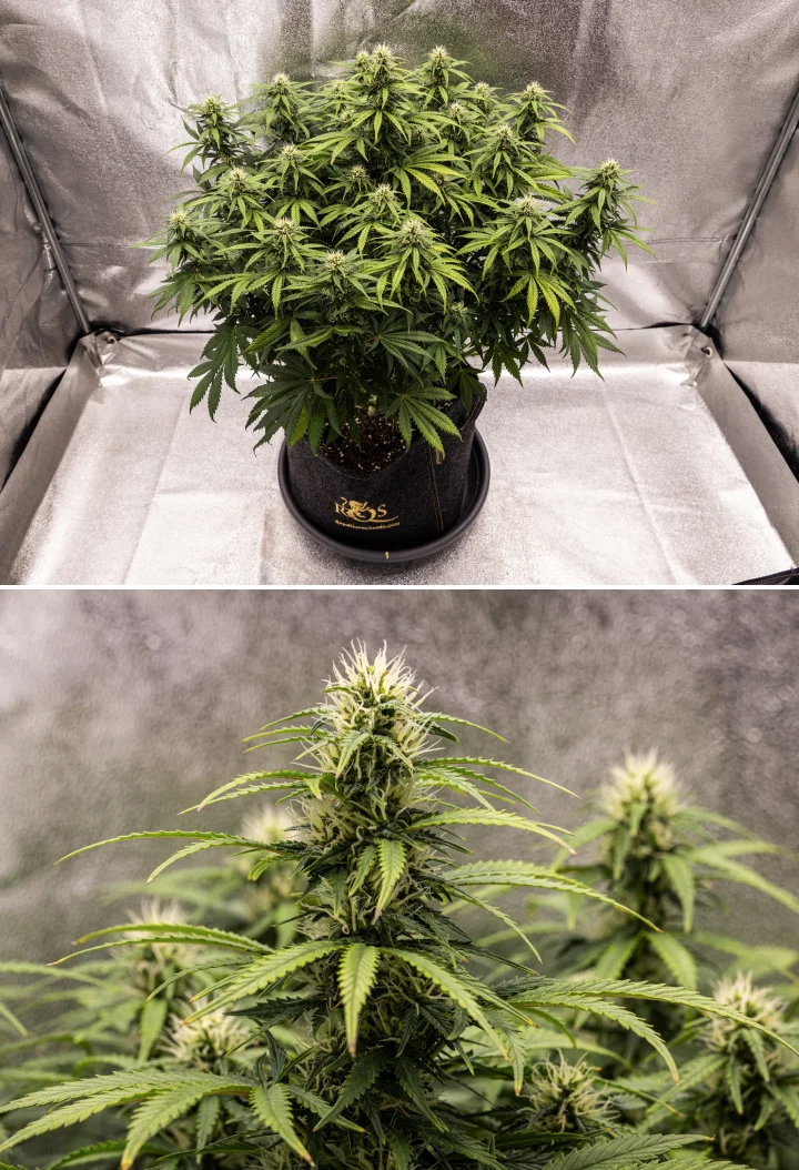 Granddaddy Purple Auto settimana 8: sviluppo solido delle cime Pianta di cannabis Granddaddy Purple Auto durante la settimana 8, con sviluppo solido delle cime, chioma compatta e robusta, fogliame verde sano e spesse cole in fioritura dopo quattro settimane di bloom.