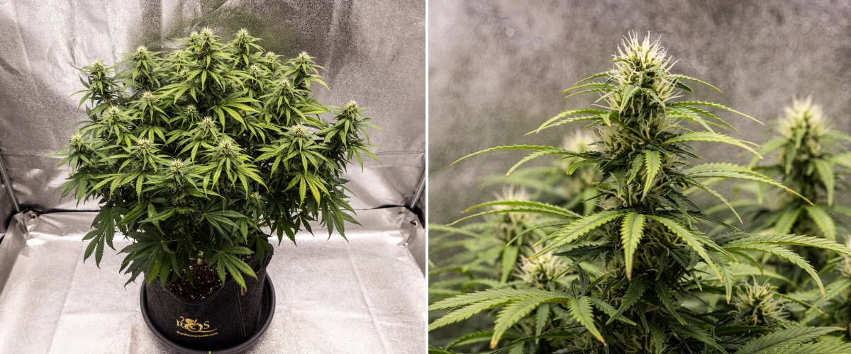 Granddaddy Purple Auto settimana 8: sviluppo solido delle cime Pianta di cannabis Granddaddy Purple Auto durante la settimana 8, con sviluppo solido delle cime, chioma compatta e robusta, fogliame verde sano e spesse cole in fioritura dopo quattro settimane di bloom.