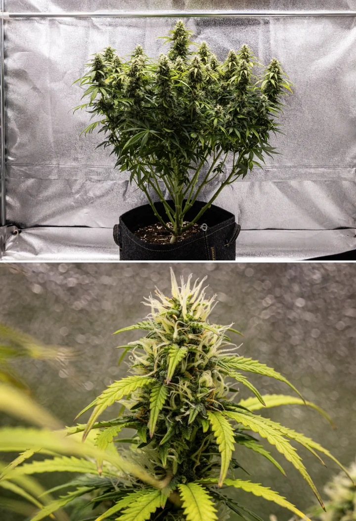 Granddaddy Purple Auto settimana 9: cime ricche di tricomi Pianta di cannabis Granddaddy Purple Auto durante la settimana 9, con cime compatte ricche di tricomi, rami fioriti simili a un bouquet, foglie verde più chiaro e cole scintillanti vicine alla maturità.