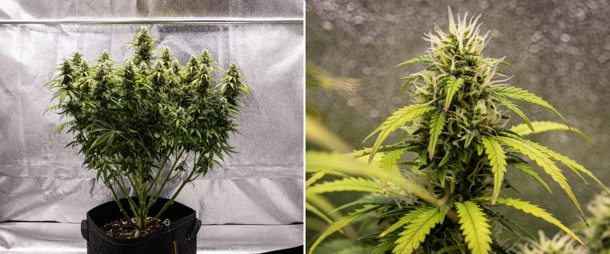 Granddaddy Purple Auto settimana 9: cime ricche di tricomi Pianta di cannabis Granddaddy Purple Auto durante la settimana 9, con cime compatte ricche di tricomi, rami fioriti simili a un bouquet, foglie verde più chiaro e cole scintillanti vicine alla maturità.