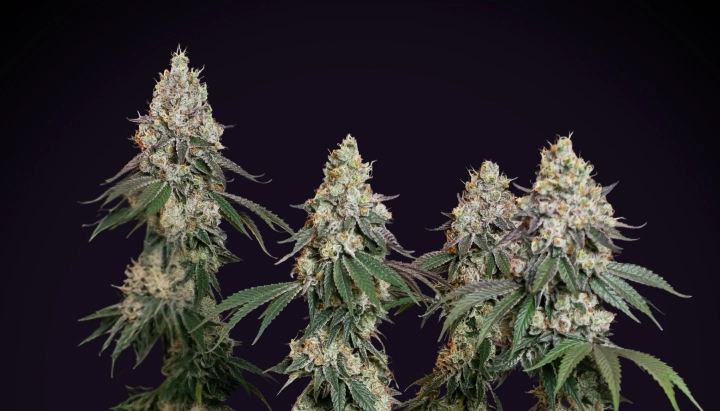 Pianta di cannabis Grape Ape con cole dense e ghiacciate, cime resinose, pistilli arancioni e crescita in fioritura compatta su sfondo scuro.