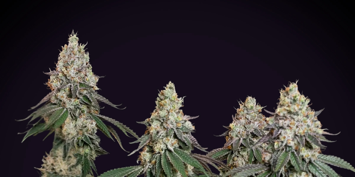 Pianta di cannabis Grape Ape con cole dense e ghiacciate, cime resinose, pistilli arancioni e crescita in fioritura compatta su sfondo scuro.