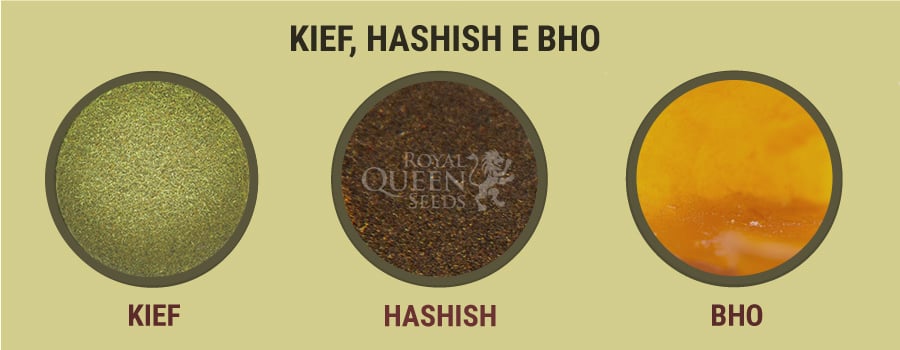 Kief, Haschish e BHO 