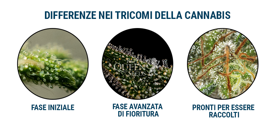 Tricomi di cannabis Tricomi di cannabis