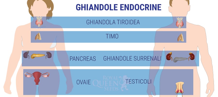 GHIANDOLE ENDOCRINE