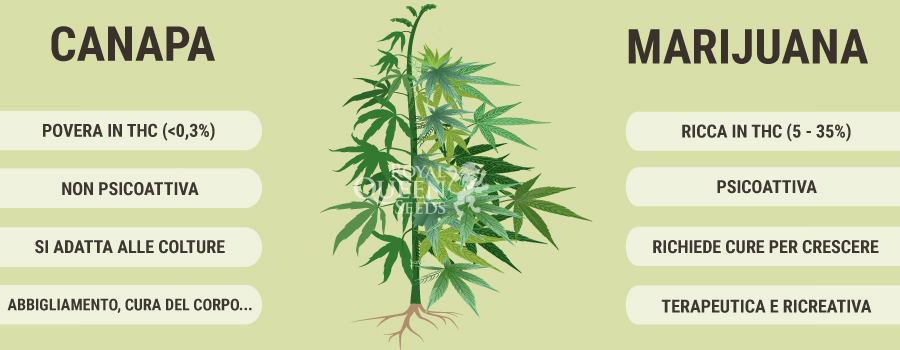 Marijuana Canapa Marijuana Canapa