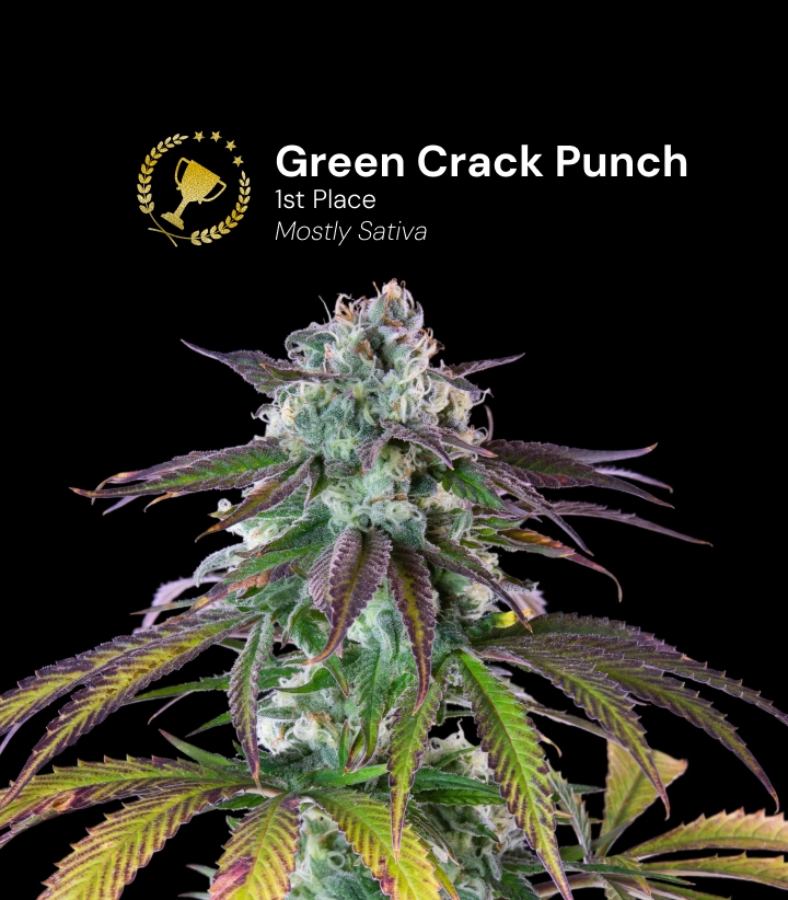 Green Crack Punch, varietà di cannabis premiata Scopri Green Crack Punch, una varietà di cannabis prevalentemente sativa e pluripremiata, con impressionanti cime resinose.