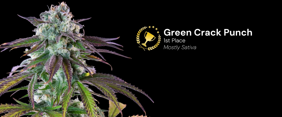 Green Crack Punch, varietà di cannabis premiata Scopri Green Crack Punch, una varietà di cannabis prevalentemente sativa e pluripremiata, con impressionanti cime resinose.