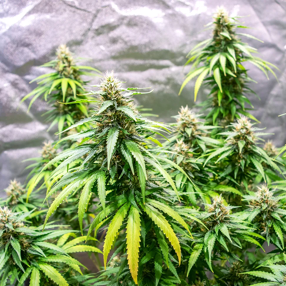 Green Gelato