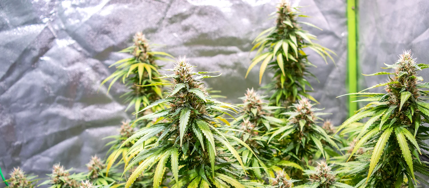 Green Gelato
