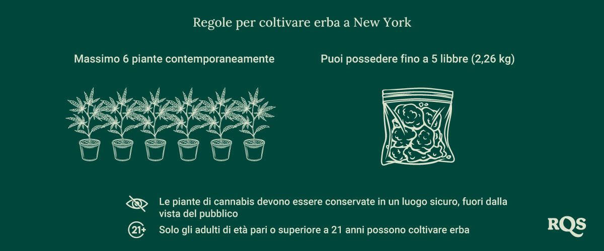 Growing weed in New York rules